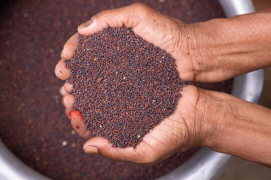 Brown Mustard Seeds