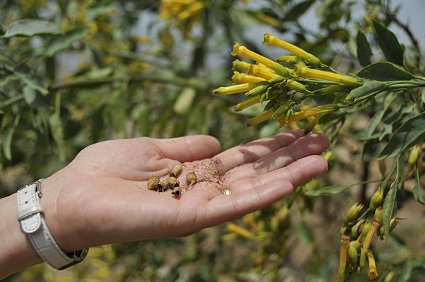 Brown Mustard Seeds