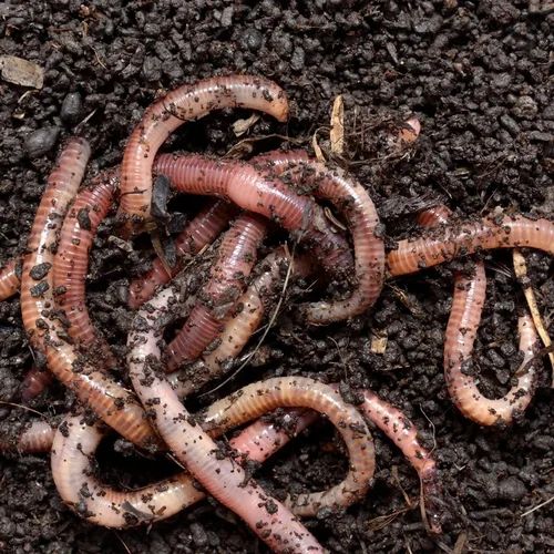 Eisenia Fetida Live Earthworm