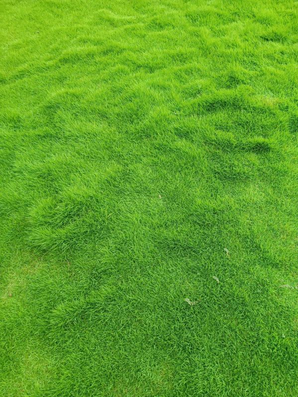 Natural Augustine Lawn Grass