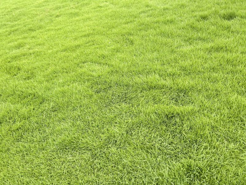 Natural Lawn Grass