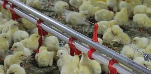 Poultry Farm Plastic Sprinkler