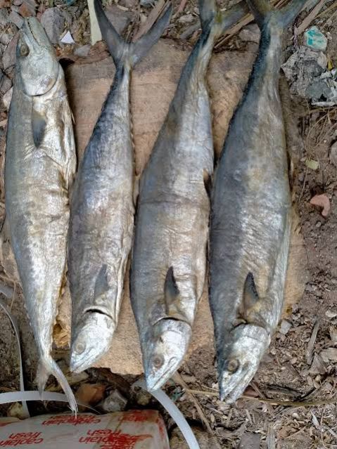 dry fish
