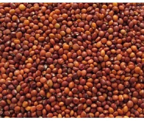 CO-6 Pigeon Pea Seed