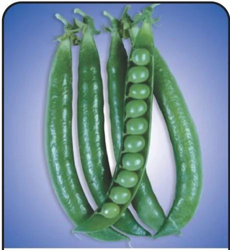 Arkel Peas Seed, Color : Green