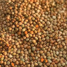 Natural BDN-2 Pigeon Pea Seed 14%, Certification : FSSAI Certified