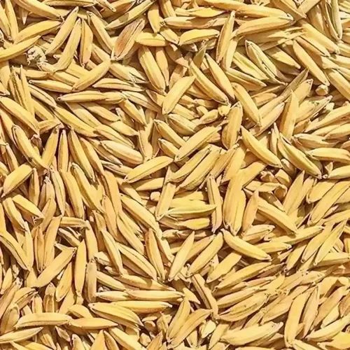 Natural Brown Sarju 52 Paddy Seed 14%