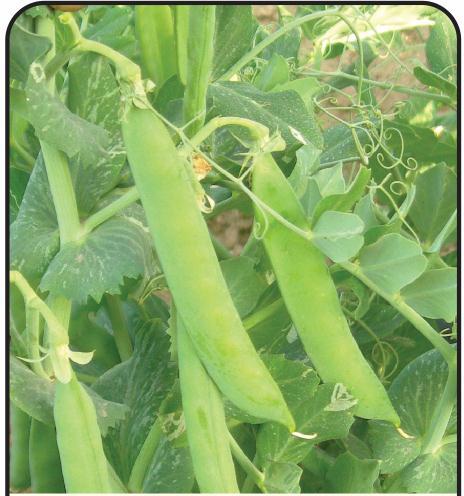 Pragati Peas Seed, Color : Green for Cooking Use