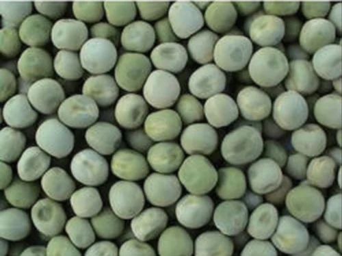 PSM 5 Natural Green Pea Seed for Cooking Use