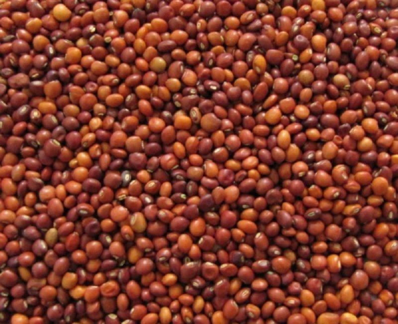 ICPL 87 Pigeon Pea Seed