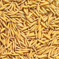 Natural Pusa Basmati 1509 Paddy Seed 14%