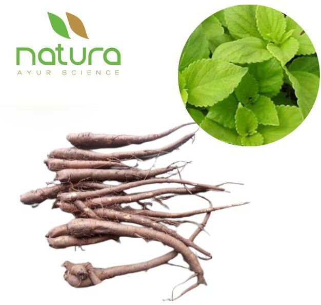 Natura Ayur Coleus Extract Powder