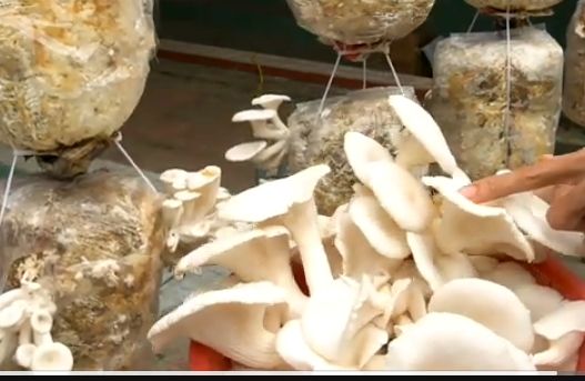 Oyster mushroom, Packaging Size : 5 Kg White