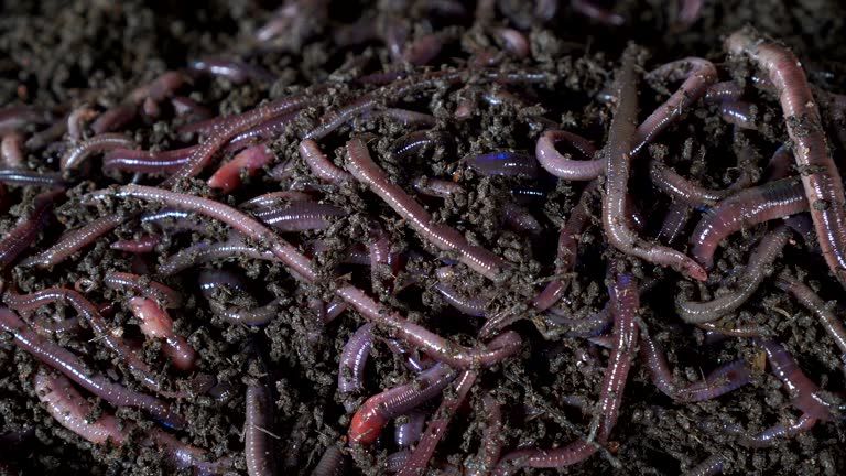 Paripurn Vermiculture Earthworm