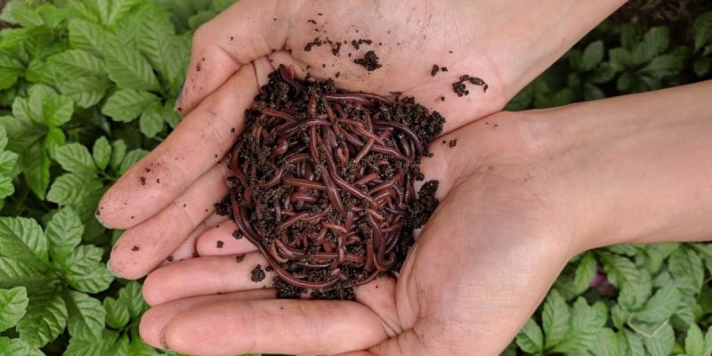 Paripurn Vermiculture Earthworm