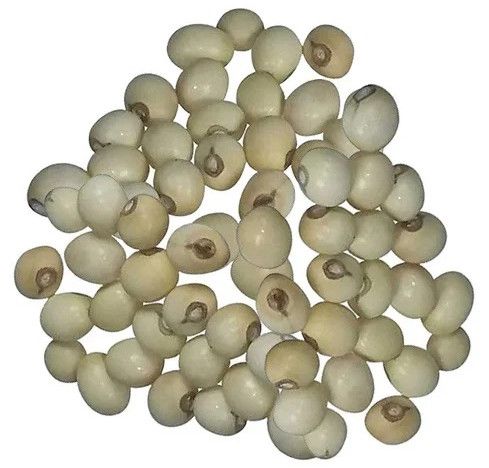 White Rosary Pea Chirmati