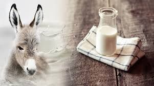 Donkey Milk, Color : White, Form : Liquid, Packaging Type : Bottle