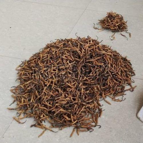 Cordyceps Sinensis Mushroom, Color : Brown