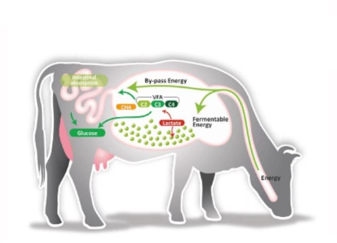 Rumen Bypass Energy