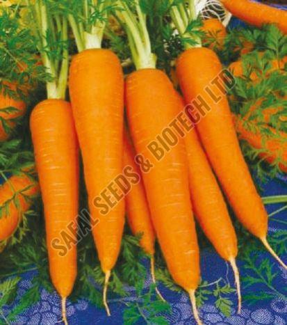 Natural Rocky Carrot Seeds, For Seedlings, Packaging Type : Plastic Packet