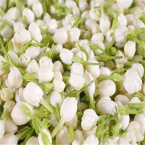 Fresh Belly Jasmine Flower