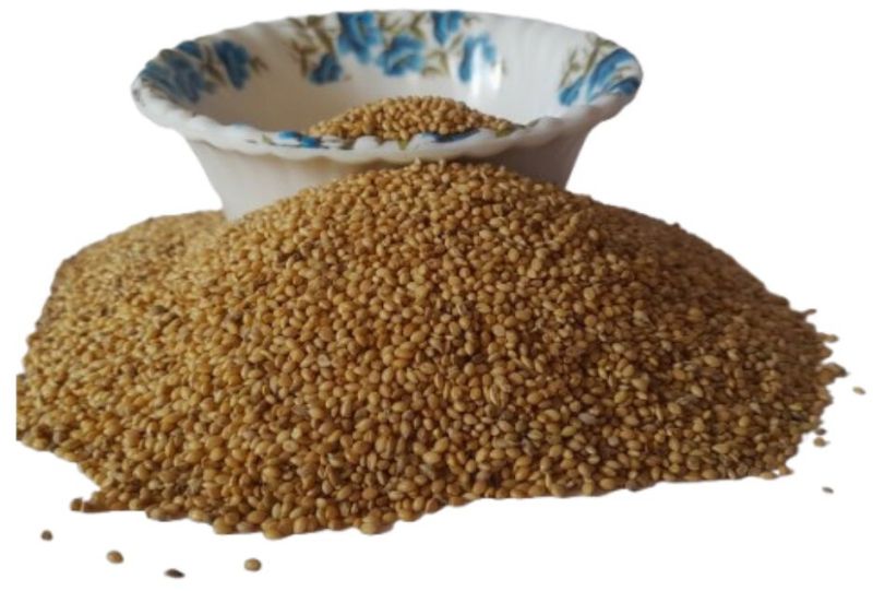 Foxtail Millet for Birds Food