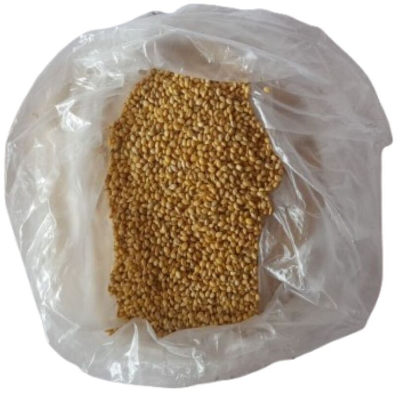 Foxtail Millet for Birds Food