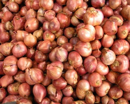 Fresh Shallots Onion