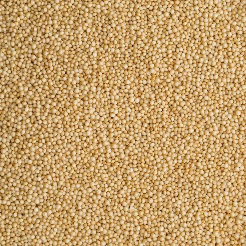 Sortex Clean Amaranth Seed Grade A