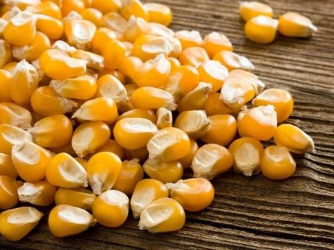 Natural Maize, Color : Yellow 12%, Packaging Size : 25kg, 50Kg