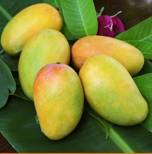 Kesar Mango, Packaging Type : Crate