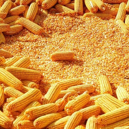 Yellow maize, Moisture Ratio : 14% Aproxx
