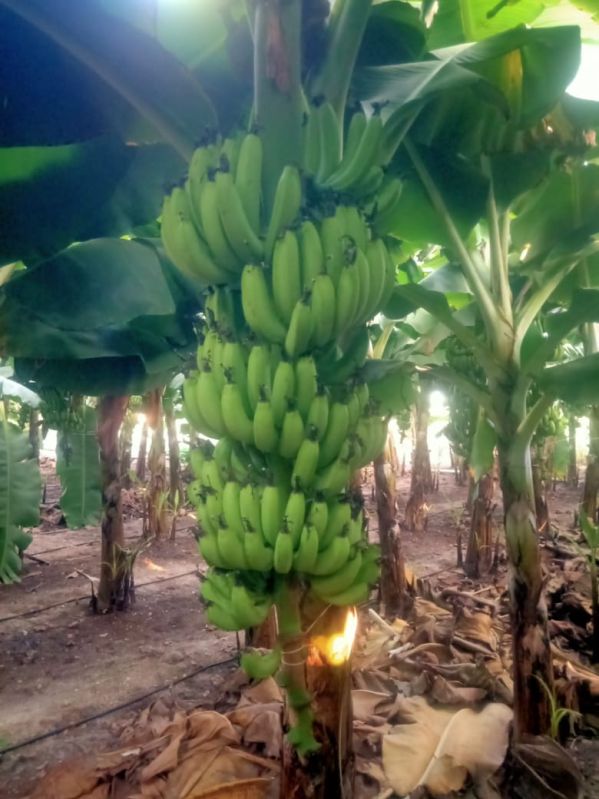 fresh green banana