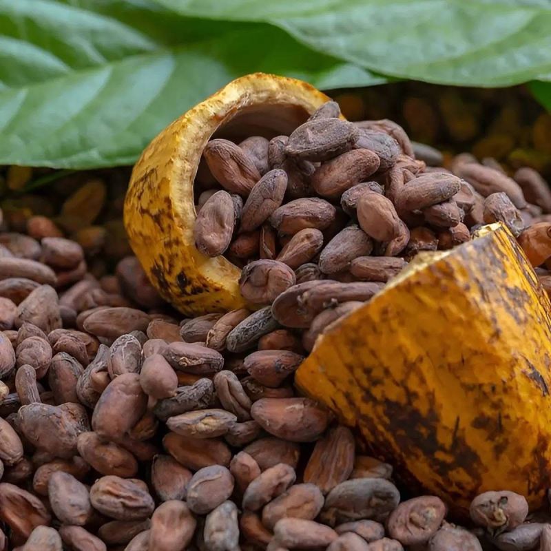 cocoa beans