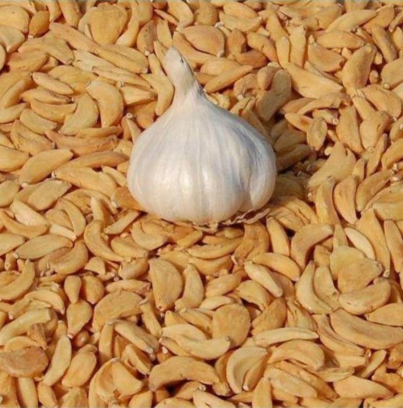 Garlic