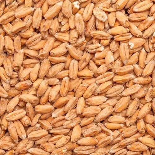 Raw Wheat Grain, Color : Creamy, Packaging Type : Plastic Bag
