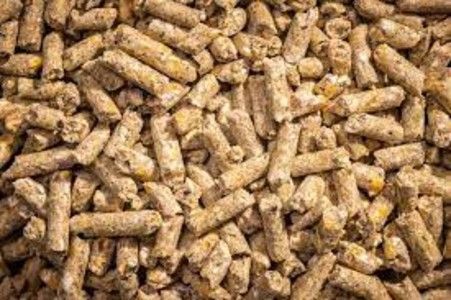 Cattle feed Usage : Feed For Cattle