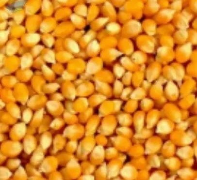 Natural Maize 3-12%, Grade : Human Grade