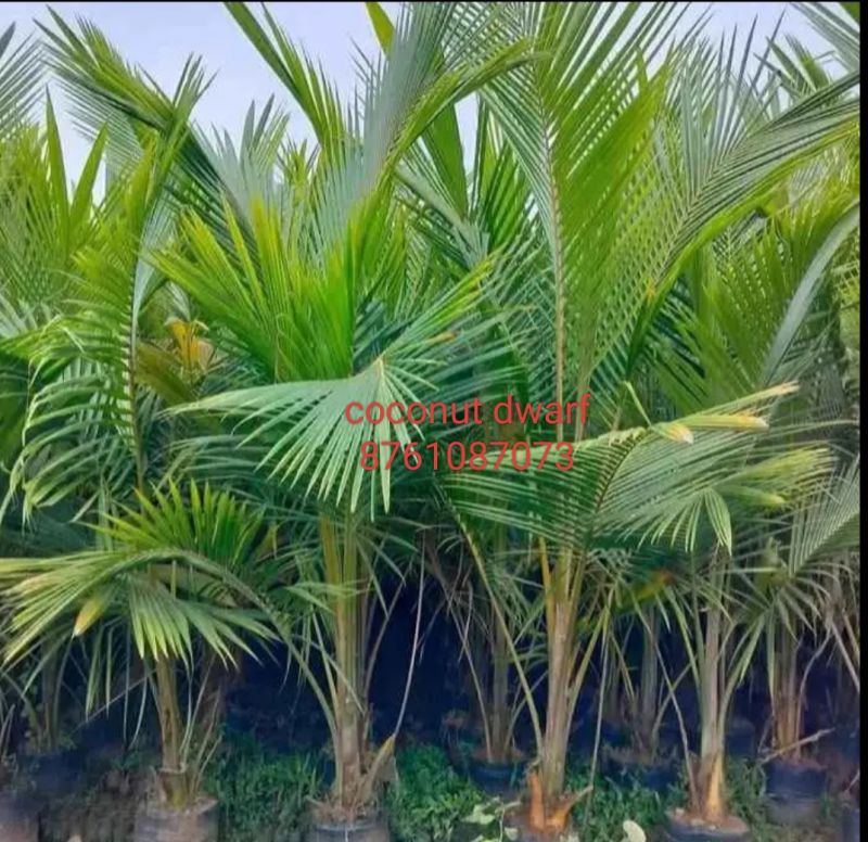 Coconut Dwarf Plant