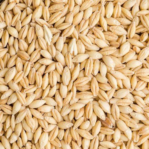 Multiple Brand Organic Barley, Color : Creamy-yellow