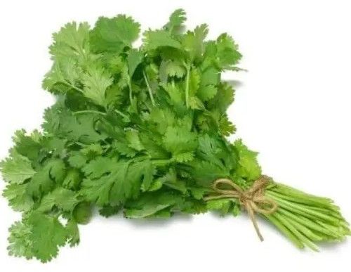 Coriander, Color : Green for Culinary Seasoning