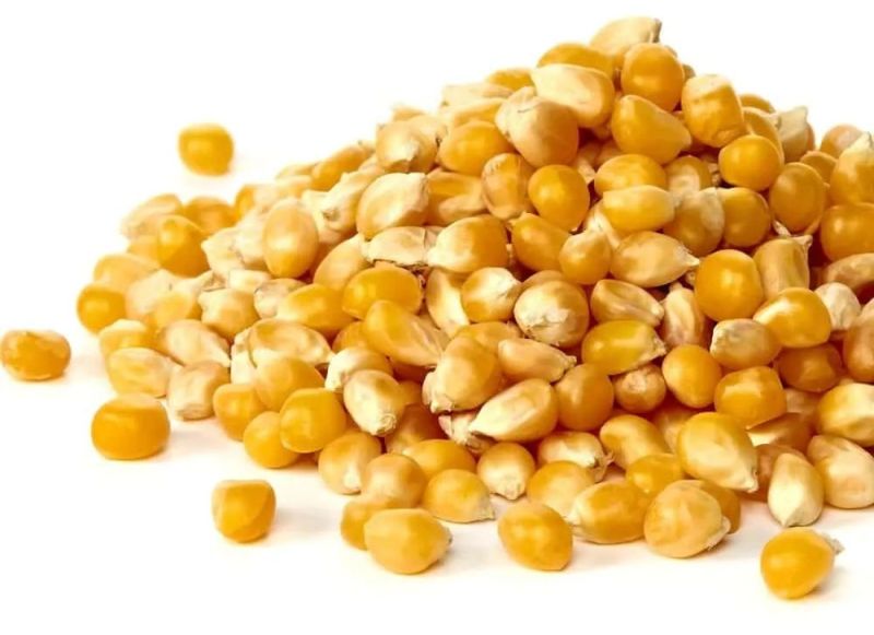yellow corn