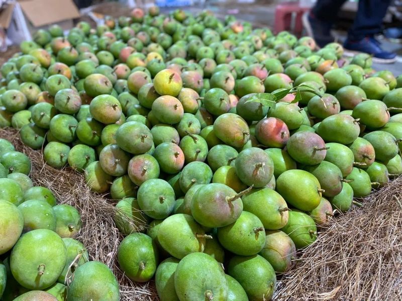 Indian Alphonso Mango