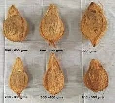 Semi Husk Coconuts