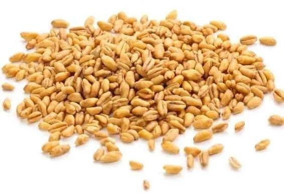 wheat