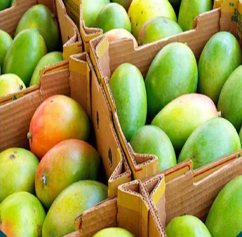 A Grade Fresh Mango, Color : Yellow, Orange