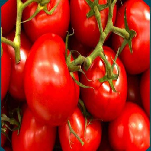 Natural A Grade Fresh Tomato, Color : Red