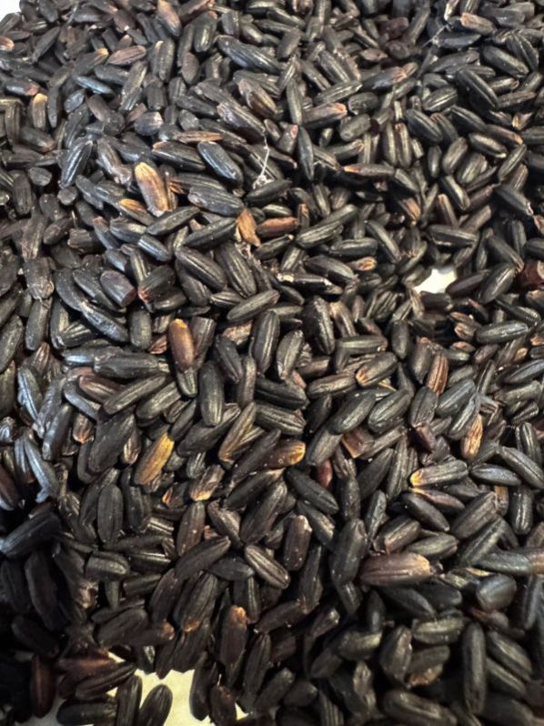 Black Paddy Rice