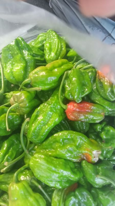 Fresh King Chilli