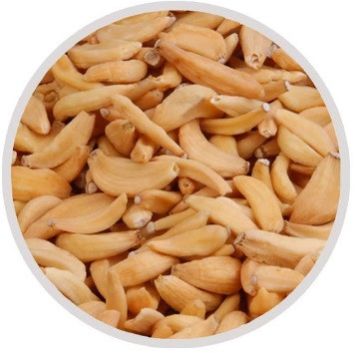 dehydrated garlic flakes